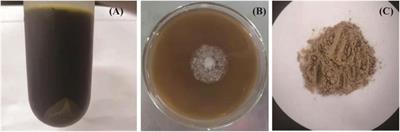 Characterization and Antibacterial Activity of a Polysaccharide Produced From Sugarcane Molasses by Chaetomium globosum CGMCC 6882